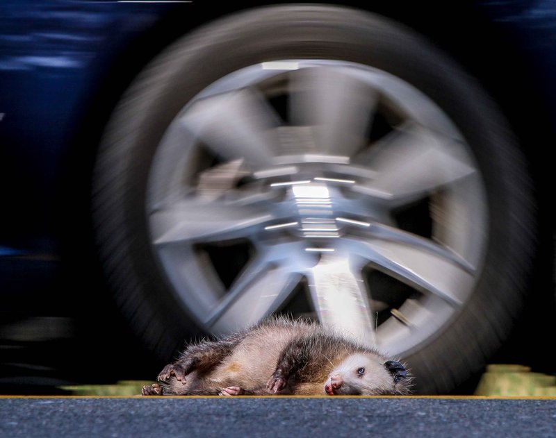 "Dad, I think he's dead."  "Probably just playing possum."*