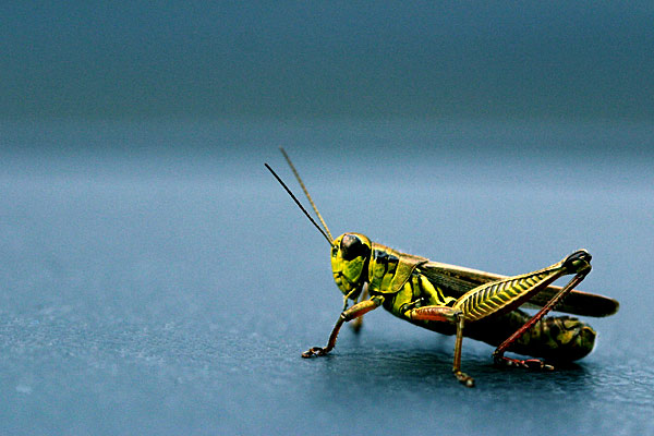 Hitchin a Ride
