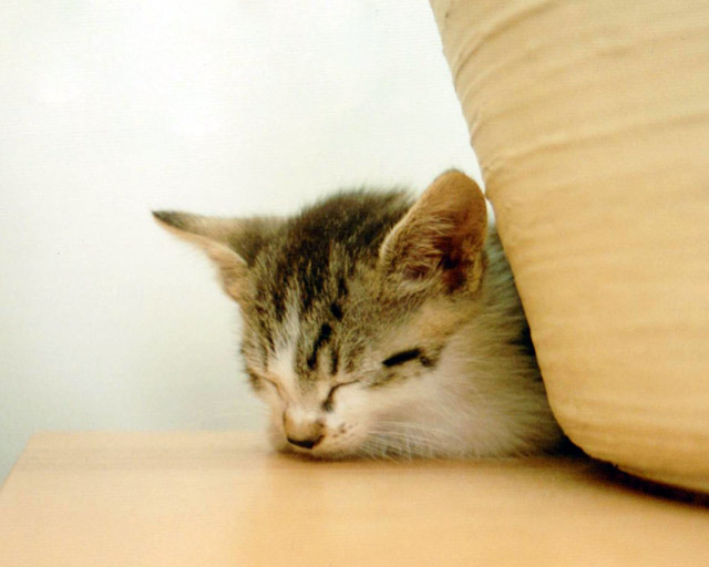 Striper at Four Weeks