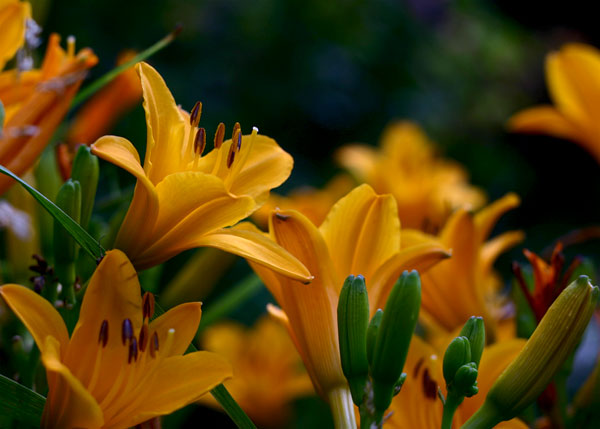 Anne's Day Lilies