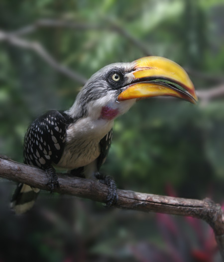 A Bird