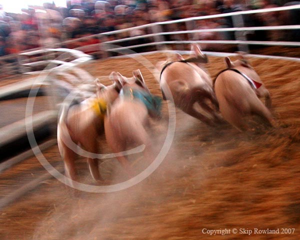 pig race
