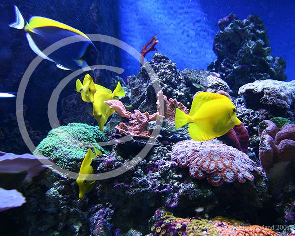 060525-Fishworld-0041-cropped.jpg