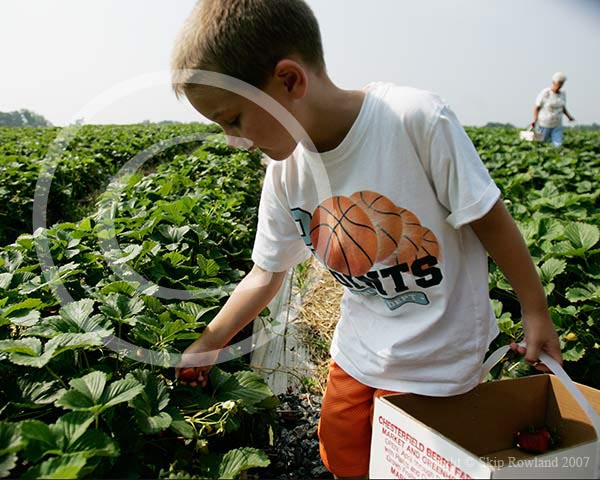 060602-Chesterfield-Strawberry-Farm-0004.jpg