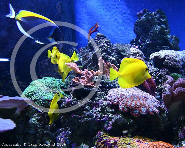 fishworld
