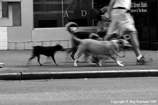 walkin the dogs