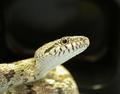 Grey Ratsnake
