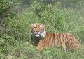 Tiger in the Mist