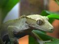 Crested Gecko