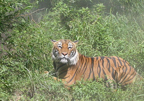 Tiger in the Mist