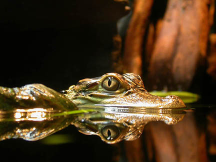 Swamp Reflection