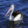 Pelican