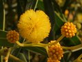 Wattle