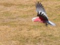 Galah