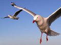 Gull in Flight