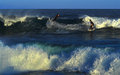 Surfin Mates