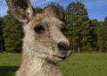G'Day Mate