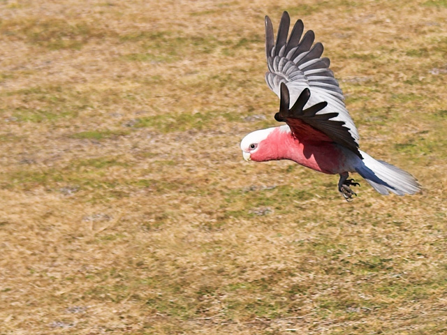 Galah