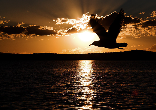 Seagull Sunset