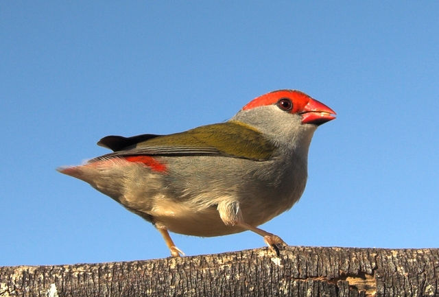 Finch