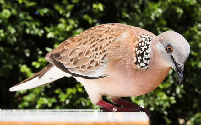 Dove