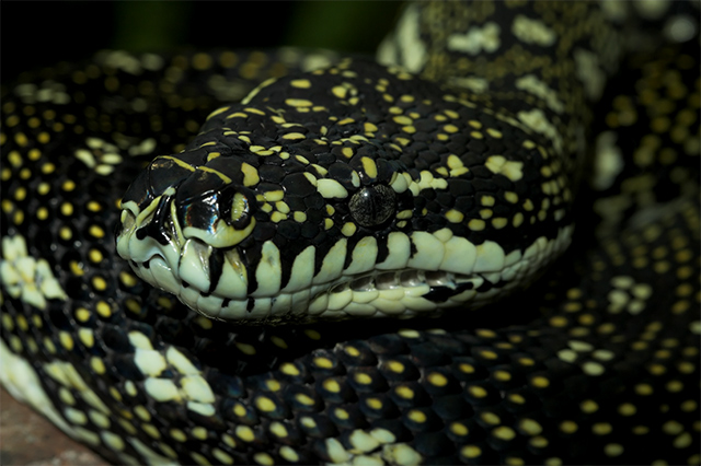ssssssssssss