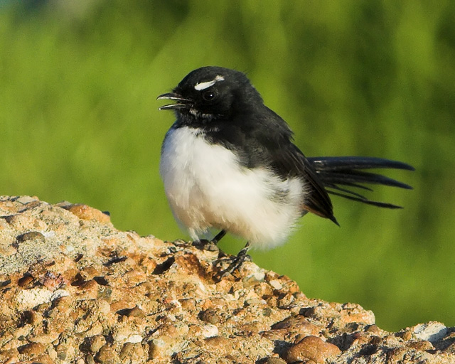 Willy Wagtail