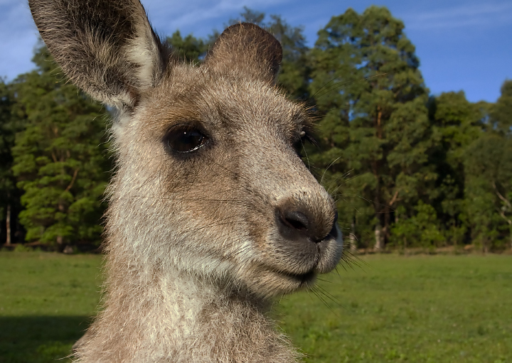 G'Day Mate