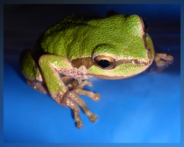 Frog.jpg