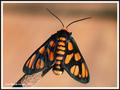 tiger-moth.jpg