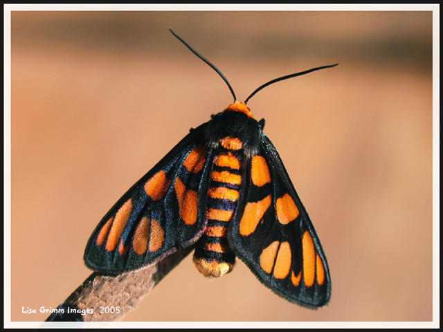 tiger-moth.jpg