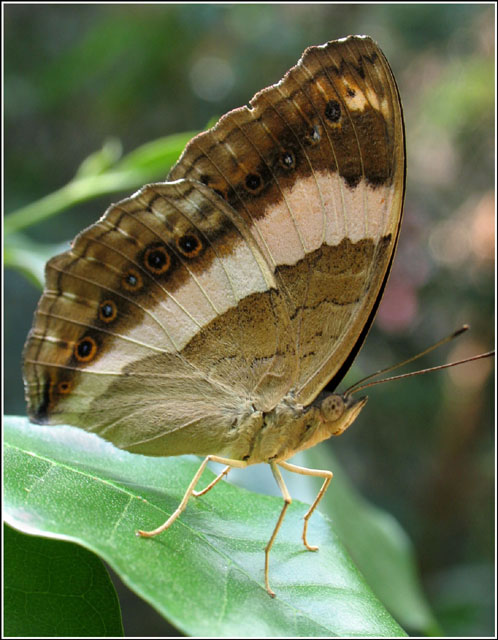 ButterflyA.jpg
