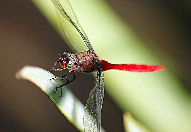 Dragonfly