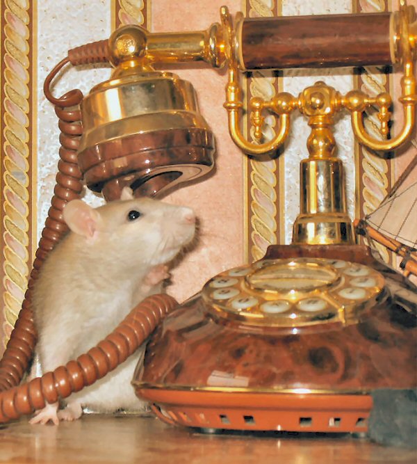 ratinvest.jpg