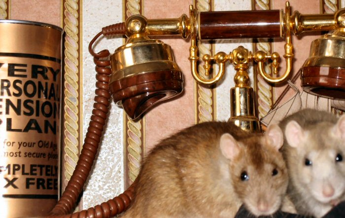 ratinvestpart2.jpg