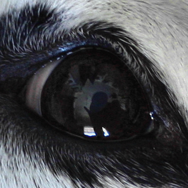 pennyeye.jpg