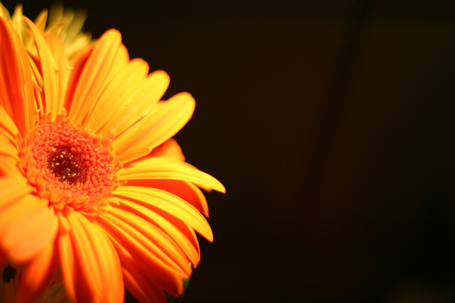 orangeflower