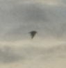 CRW_9526smallcrop.jpg