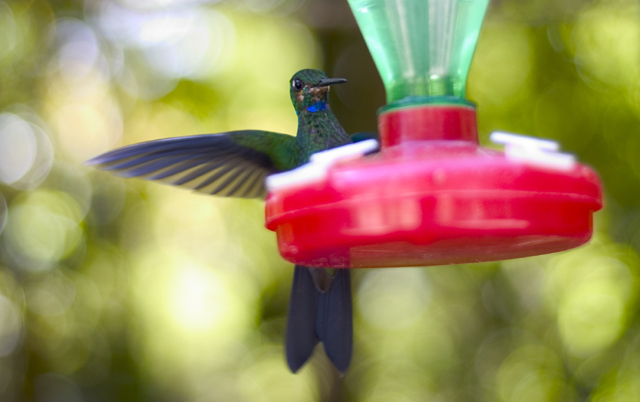 Hummingbird