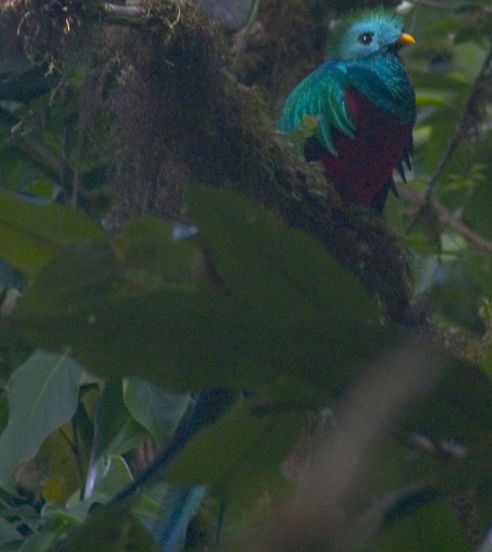 Quetzal