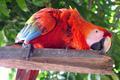 Red Macaw