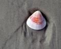 Sea Shell by the Sea Shore