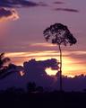 Brazil Nut Tree at Sunset