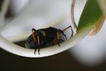 Beetle #2