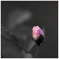 Day 5 - A Rose Bud