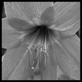Day 9 - Shades of Grey