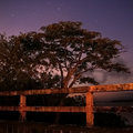 Day 22 - Tree & Stars