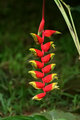 24 - Banana Flower