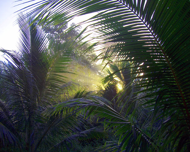 First Light