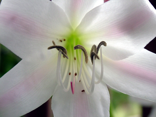 Lily